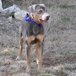 Tri colored blue store lacy